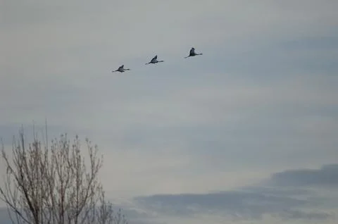 Common cranes in flight. Stock Photos