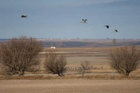 Common cranes in flight. Stock Photos