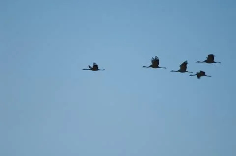 Common cranes in flight. Stock Photos
