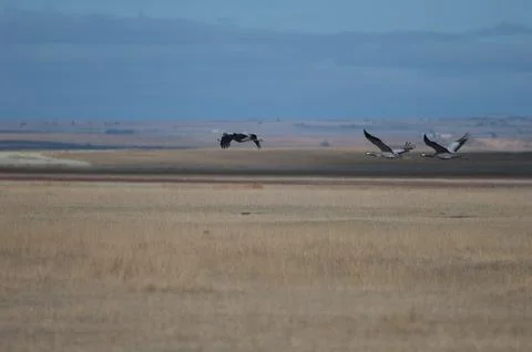 Common cranes in flight. Stock-Fotos