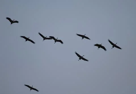 Common cranes in flight. Stock Photos
