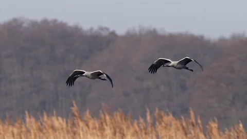 Common cranes in flight in super slowmotion Stock Footage 172934678