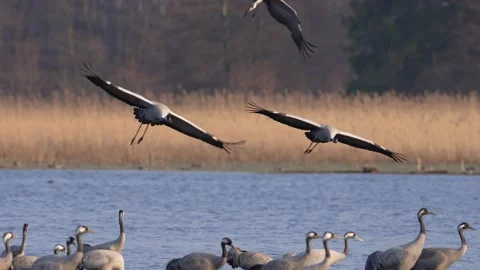 Common cranes in flight in super slowmotion Stock Footage 193652371