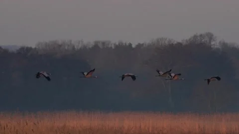 Common cranes flock in flight Stock Footage 193659036