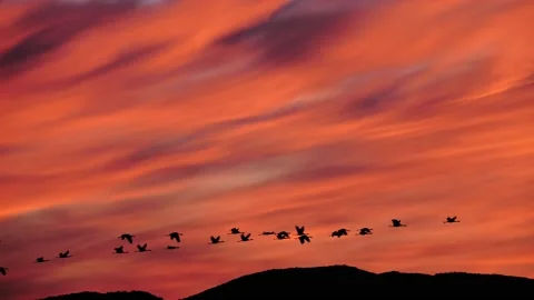 common cranes fly in front of dramatical... | Stock Video | Pond5