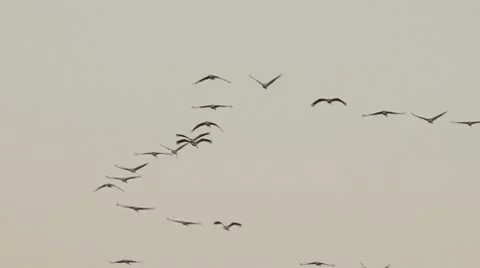 Common Cranes Flying 動画素材 9449039