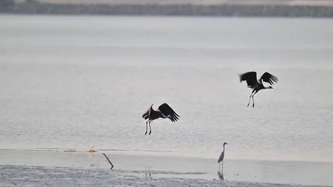 Common Cranes Flying Low Over Lake at Sunrise Wildlife Action Stock Footage 330716309