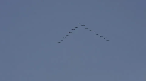 Common cranes flying in V-formation through a blue sky Stock Footage