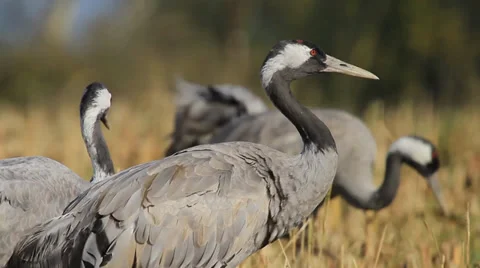 Common Cranes Vídeos de archivo 33392618