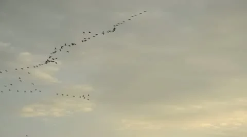 Common cranes (Grus grus) in the evening sky, Unteres Odertal National Park, Stock Footage 18007463