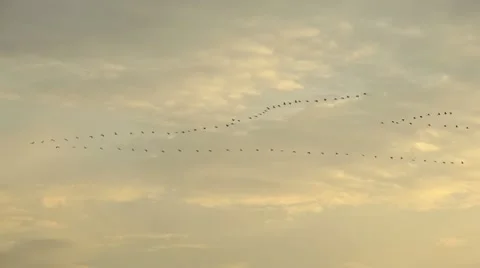 Common cranes (Grus grus) in the evening sky, Unteres Odertal National Park, Stock Footage 18007464