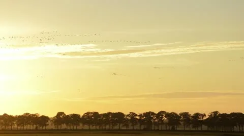 Common cranes (Grus grus) in the evening sky, Unteres Odertal National Park, Stock Footage 18007468