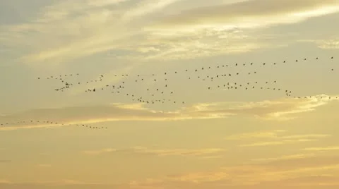 Common cranes (Grus grus) in the evening sky, Unteres Odertal National Park, Video stock 18007470