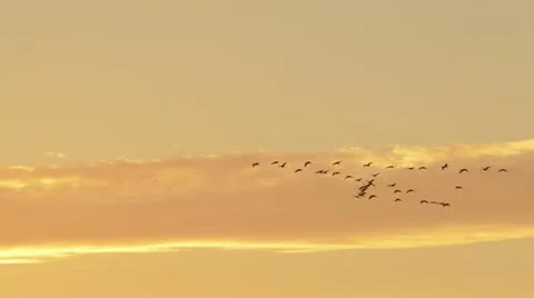 Common cranes (Grus grus) in the evening sky, Unteres Odertal National Park, Stock Footage 18007489