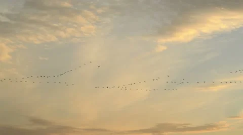 Common cranes (Grus grus) in the evening sky, Unteres Odertal National Park, Stock Footage 18007496