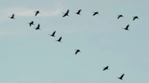 Common cranes (Grus grus) in the evening sky, Unteres Odertal National Park, Stock Footage 18007497