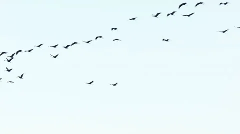 Common cranes Grus grus in flock at autumn Video stock 64239301