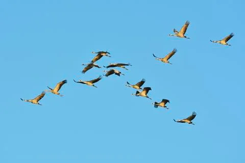 Common Cranes (Grus grus) Flying in Formation, Zingst, Barther Bodden, Stock Photos