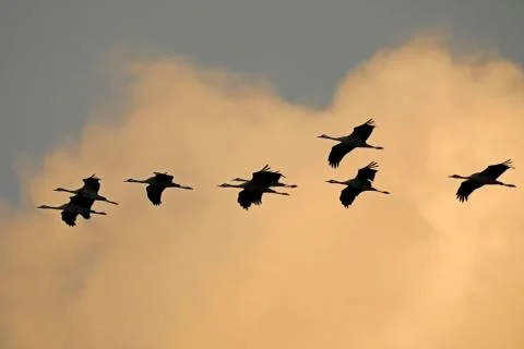 Common cranes Grus grus flying in a row in front of cloud Western Pomerania Foto stock