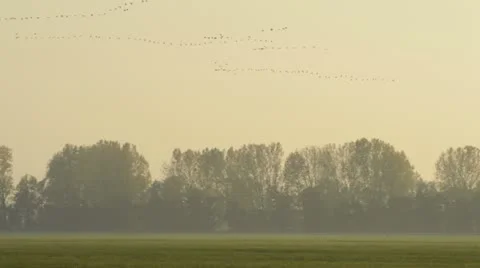 Common cranes (Grus grus) near Linum, Germany Stock Footage 18008000