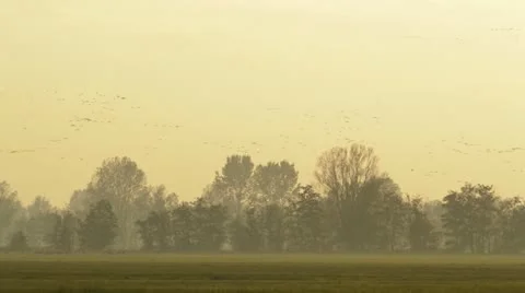 Common cranes (Grus grus) near Linum, Germany Stock Footage 18008027
