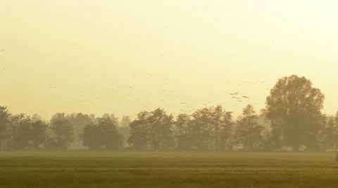 Common cranes (Grus grus) near Linum, Germany Stock Footage 18008057