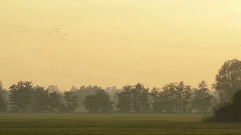 Common cranes (Grus grus) near Linum, Germany Stock Footage 18008090