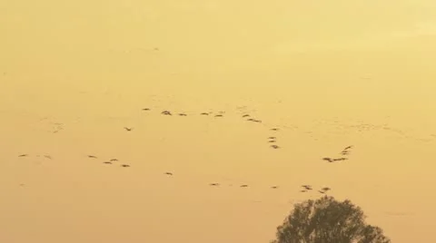 Common cranes (Grus grus) near Linum, Germany Stock Footage 18008101