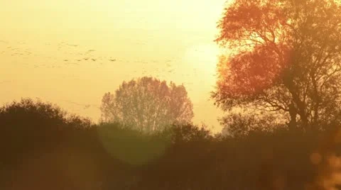 Common cranes (Grus grus) near Linum, Germany Stock Footage 18008108