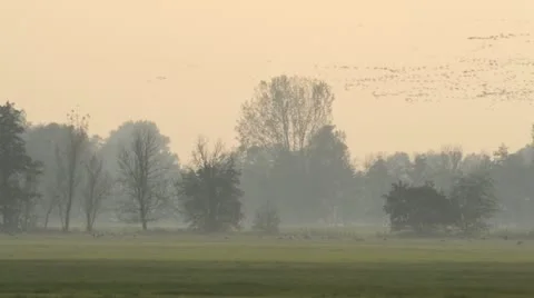 Common cranes (Grus grus) near Linum, Germany Stock Footage 18008117