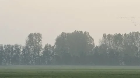Common cranes (Grus grus) near Linum, Germany Stock Footage 18008121