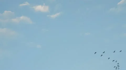 Common cranes (Grus grus) near Linum, Germany Stock Footage 18008133