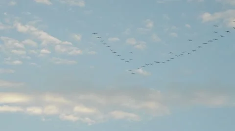 Common cranes (Grus grus) near Linum, Germany Stock Footage 18008138
