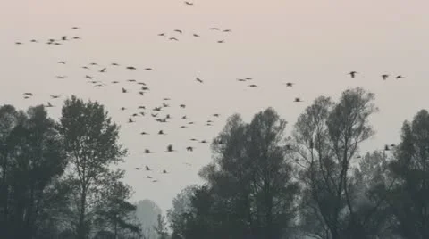 Common cranes (Grus grus) near Linum, Germany Stock Footage 18008144