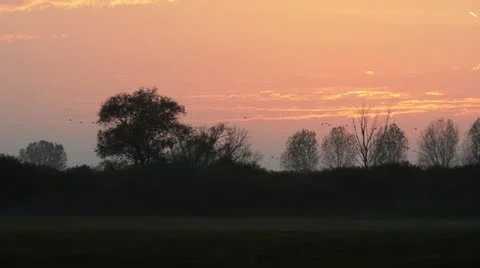 Common cranes (Grus grus) near Linum, Germany Stock Footage 18008149