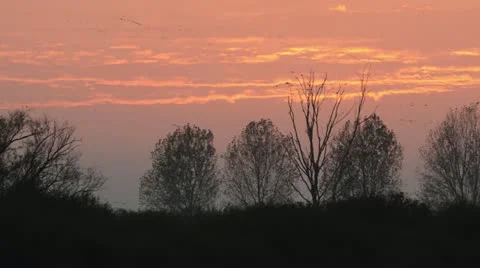 Common cranes (Grus grus) near Linum, Germany Stock Footage 18008158