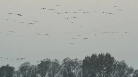 Common cranes (Grus grus) near Linum, Germany Stock Footage 18008175