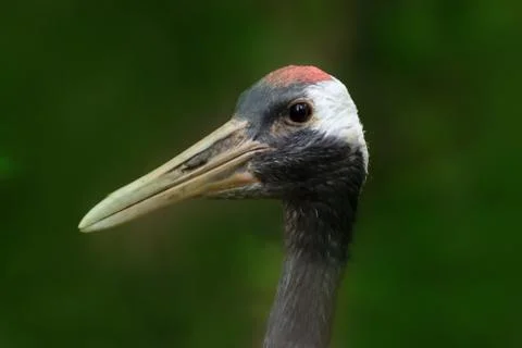 Common cranes (grus grus) Stock Photos