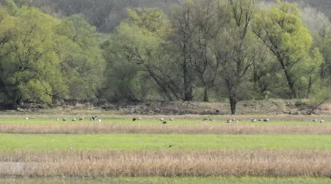 Common cranes (Grus grus), Unteres Odertal National Park, Germany Stock Footage 18078974