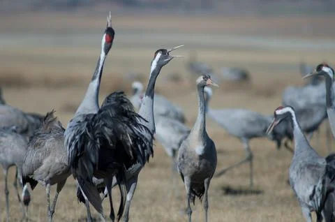 Common cranes honking. Stock Photos