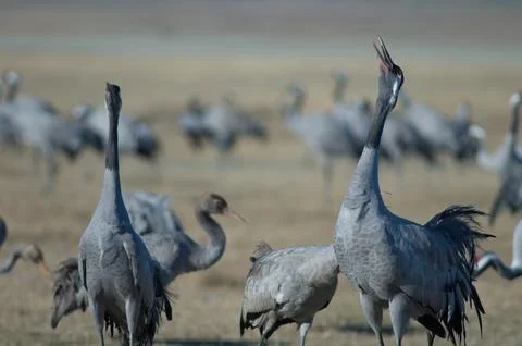 Common cranes honking. Stock Photos