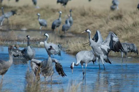 Common cranes in a lagoon. Stock Photos