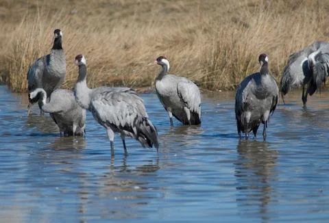 Common cranes in a lagoon. Foto stock