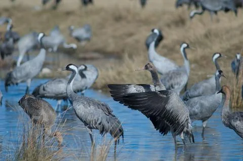 Common cranes in a lagoon. Stock Photos