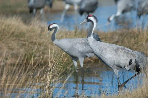 Common cranes in a lagoon. Stock Photos