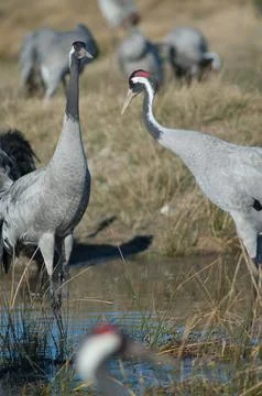 Common cranes in a lagoon. Stock Photos