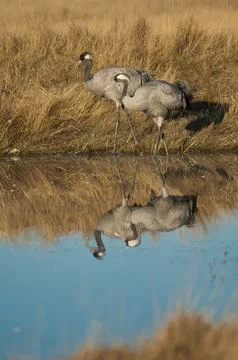 Common cranes in a lagoon. Stock Photos