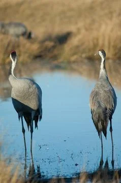 Common cranes in a lagoon. Stock Photos