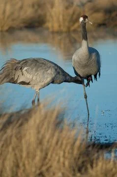Common cranes in a lagoon. Stock Photos