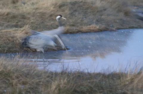 Common cranes in a lagoon. Stock Photos